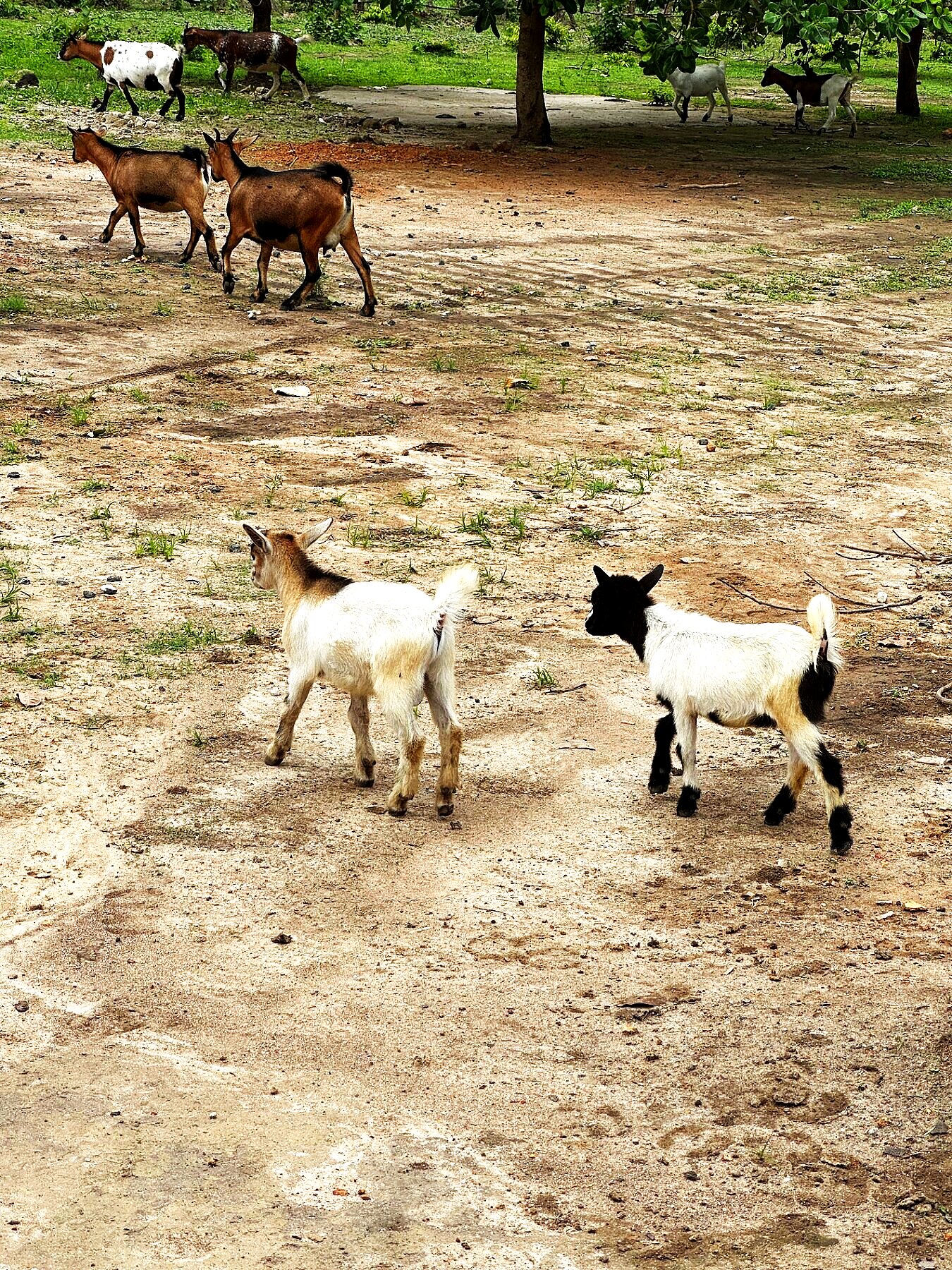 Goats and kids on the open pasture