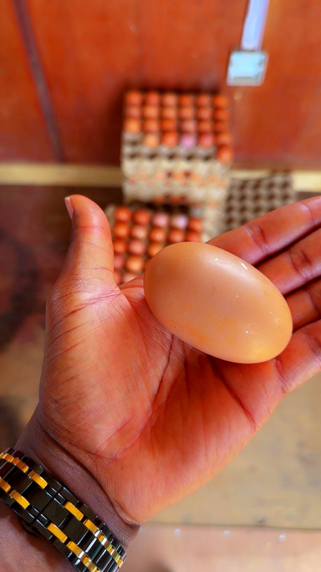 Fresh egg, straight from the layer house
