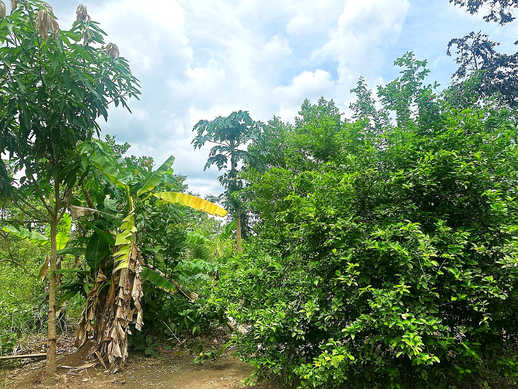 Mixed agroforestry — citrus, papaya & banana