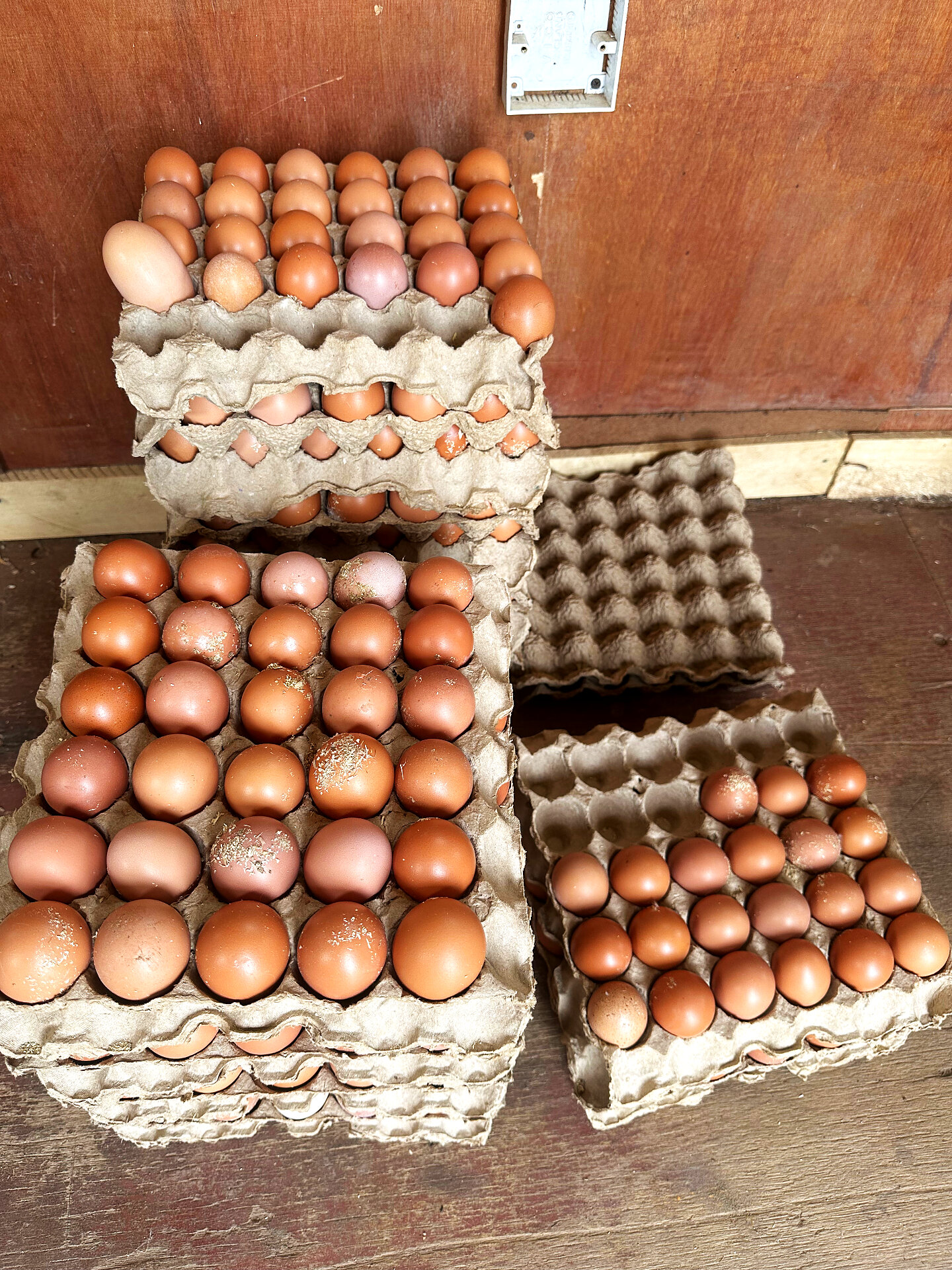 Today's egg trays — ready for market
