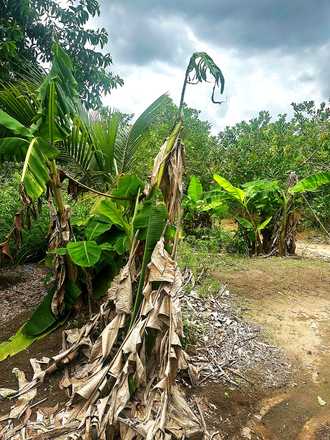 Banana & coconut grove on the farm